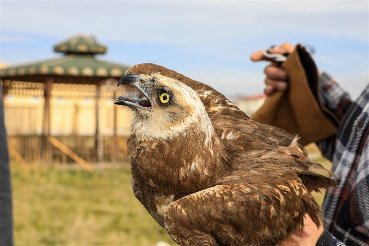 Van Valisi ve Büyükşehir Belediye Başkan Vekili Balcı, tedavisi tamamlanan kuşu doğaya saldı