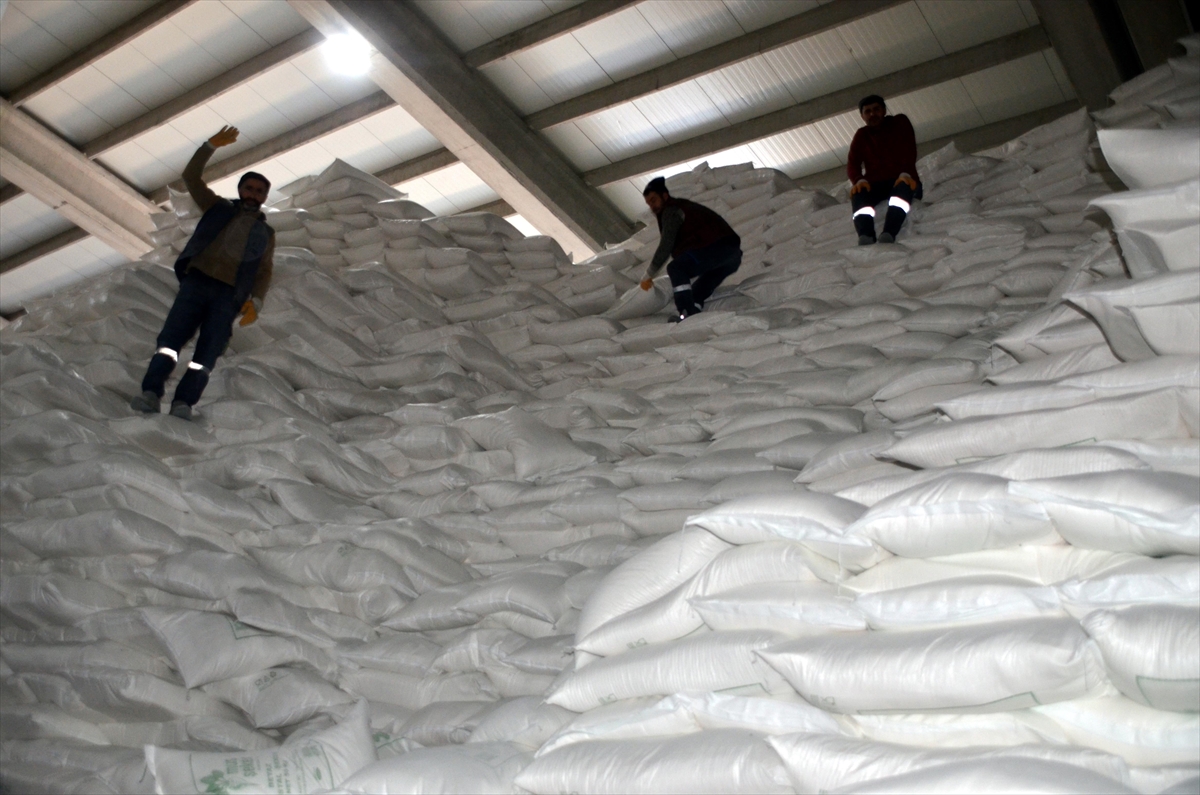 Muş'ta şeker pancarı üretiminden ekonomiye 2,5 milyar lira katkı bekleniyor