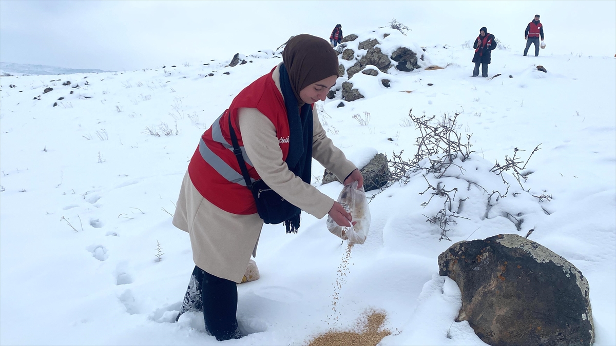 Ağrı Dağı'nın karla kaplı eteklerine yaban hayvanları için buğday bırakıldı
