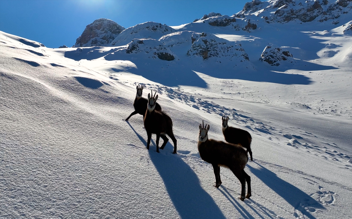 Çengel boynuzlu dağ ve yaban keçileri Erzincan'ın karlı dağlarında görüntülendi