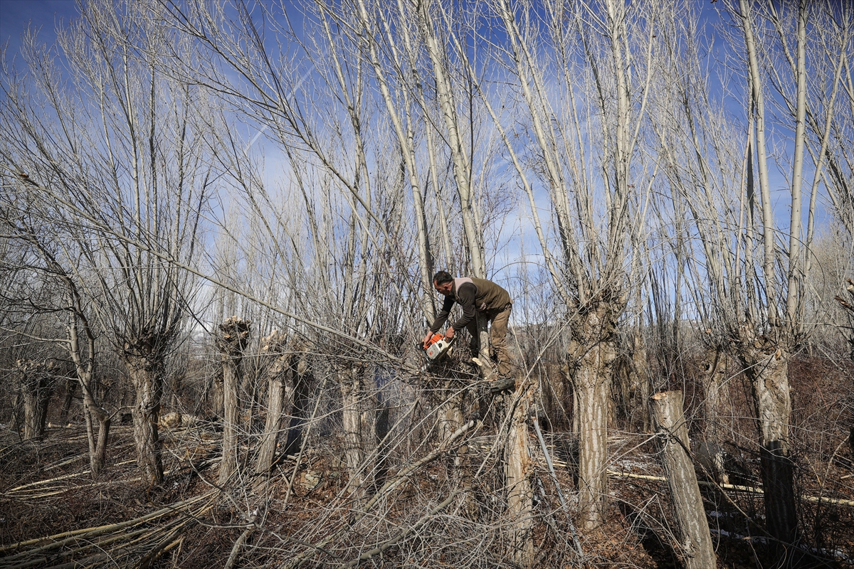 Erzincanlı besiciler, keçi sürülerini kışın kavak ağacının kabuklarıyla besliyor