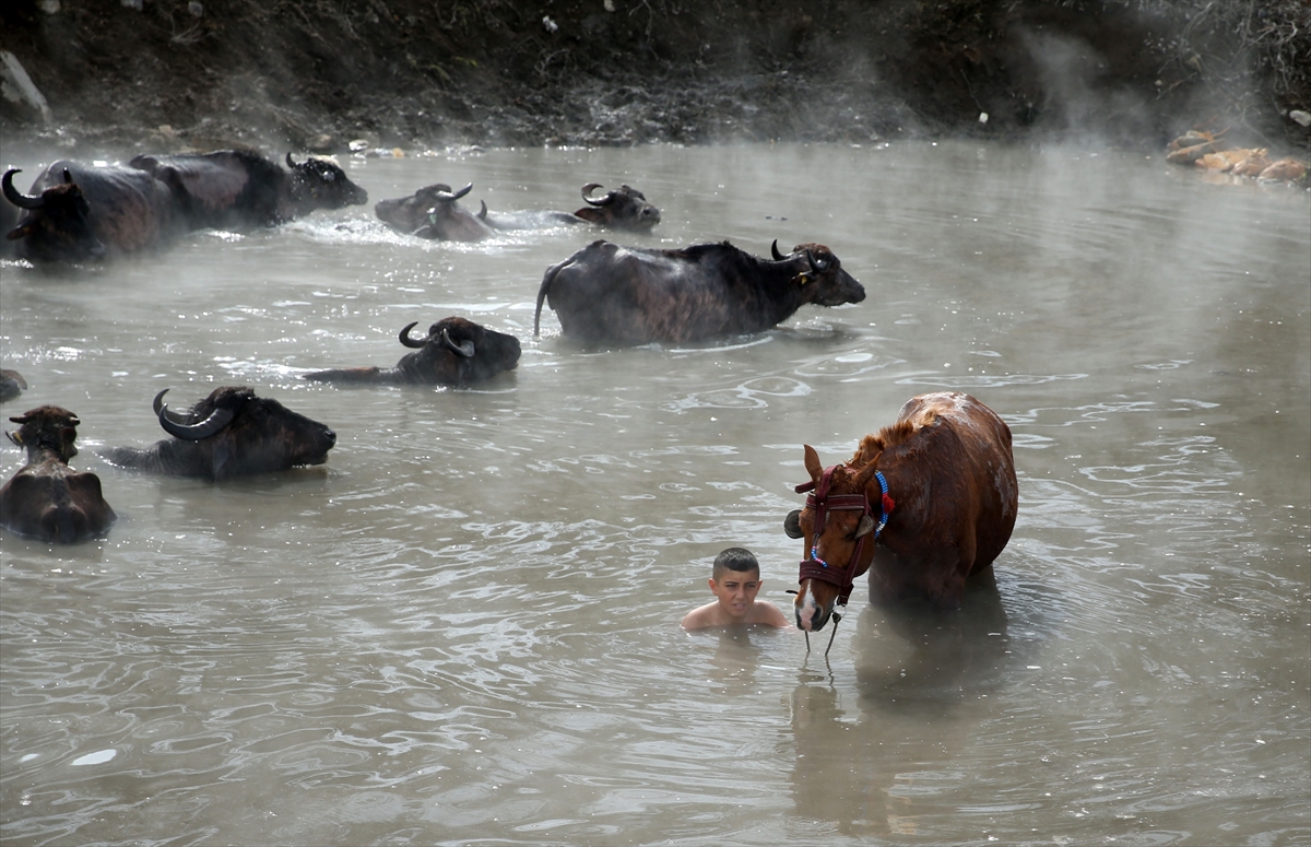 Kış boyunca ahırda besledikleri manda ve atları kaplıca suyunda temizliyorlar