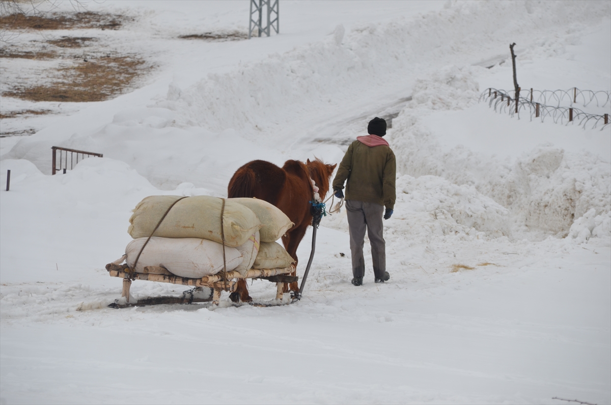 Muş’ta karla kaplı köylerde besiciler hayvanlarına kızakla ot taşıyor
