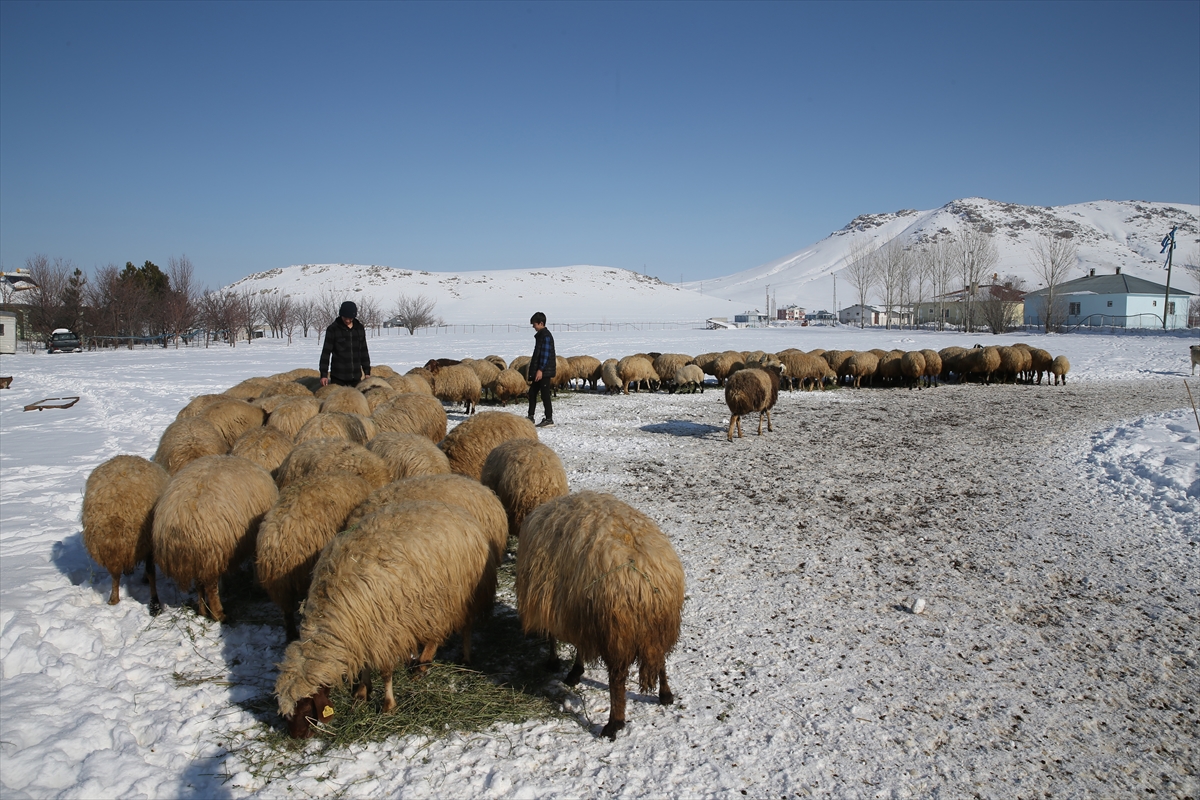 Van'da 3 yılda besicilere 165 bin koyun desteği verildi