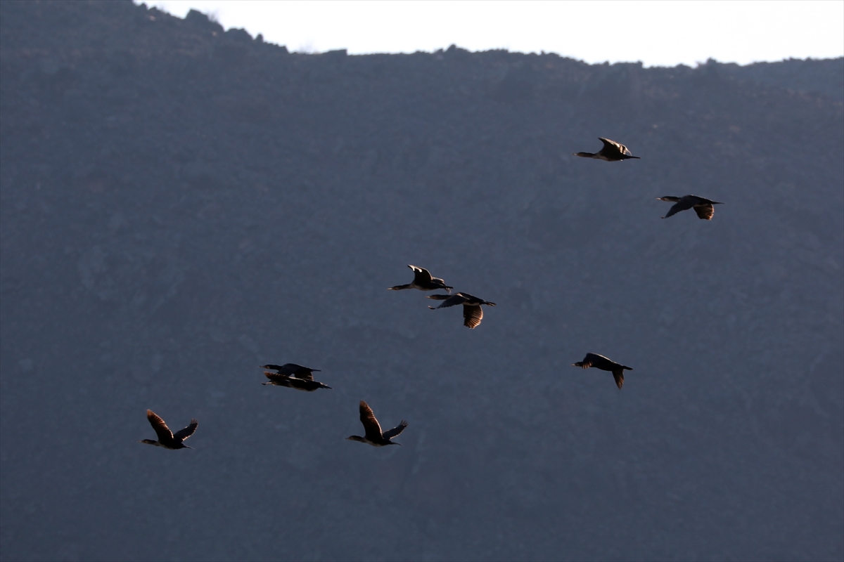 Ağrı Dağı'nın eteklerindeki Erhacı Sulak Alanı, güneyden gelen kuşları ağırlamaya başladı