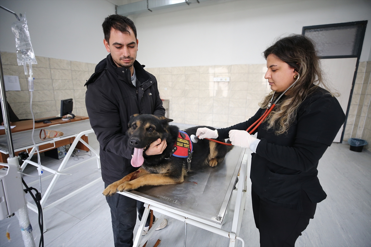 Jandarmanın dedektör köpeklerinin sağlık kontrolleri ve tedavisi uzman ellerde yapılıyor