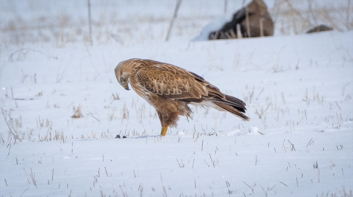 Koruma altındaki kızıl şahin Kars'ta avlanırken görüntülendi