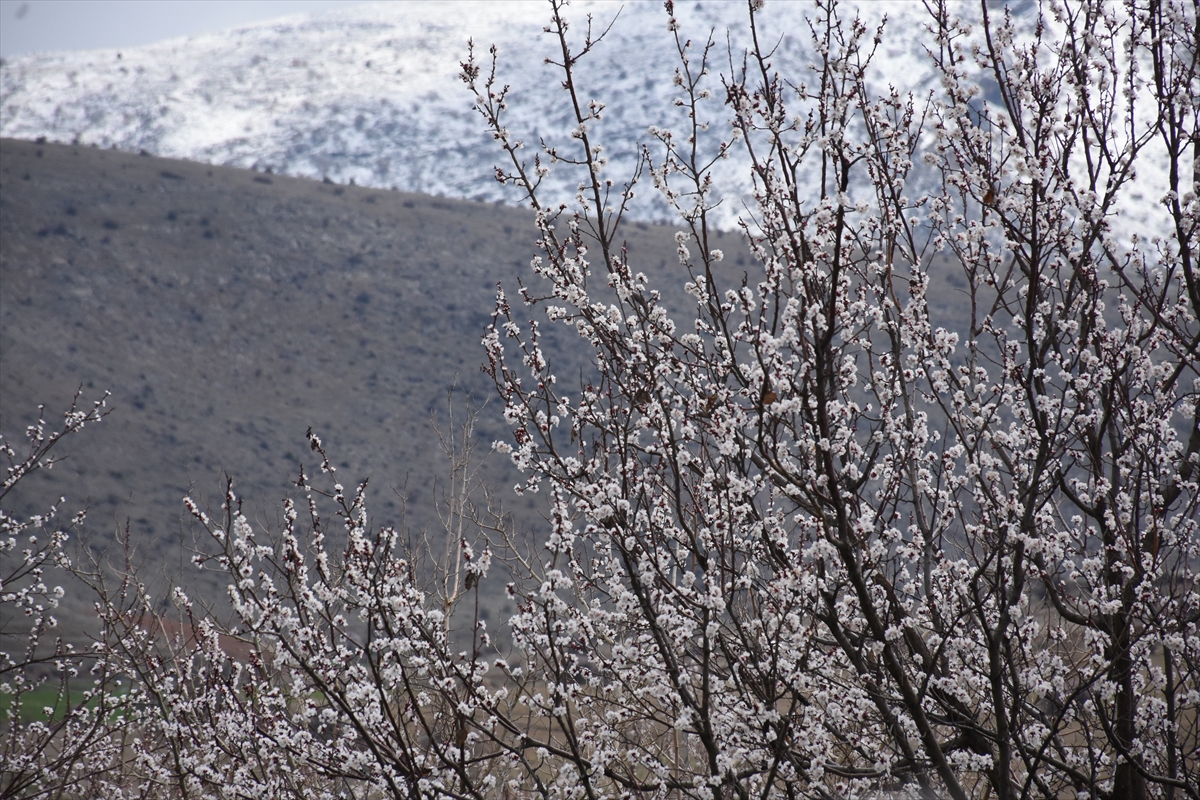 Malatya'da çiçek açan kayısı ağaçlarına zirai don uyarısı
