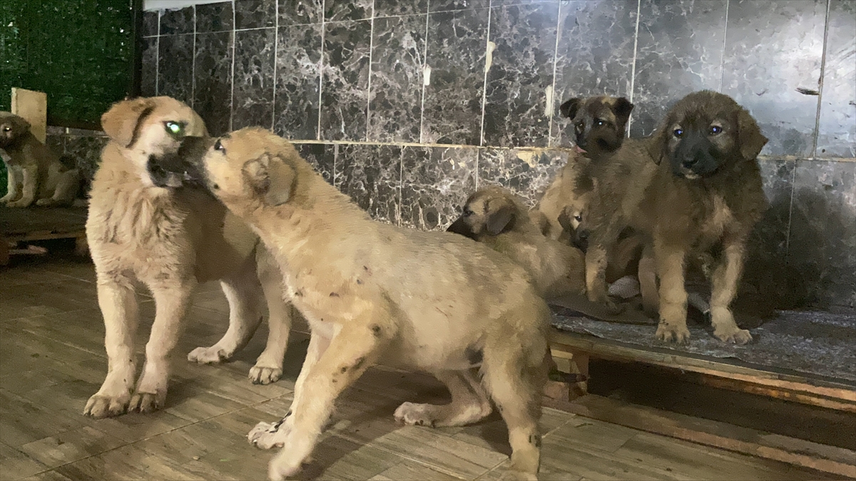 Erzurum'da zifte bulanan 10 köpek yavrusu Kars'taki merkezde temizlendi