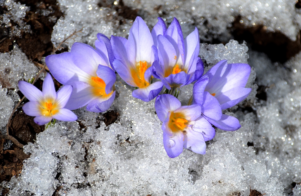 Kars'ta “baharın müjdecisi” çiçekler açmaya başladı
