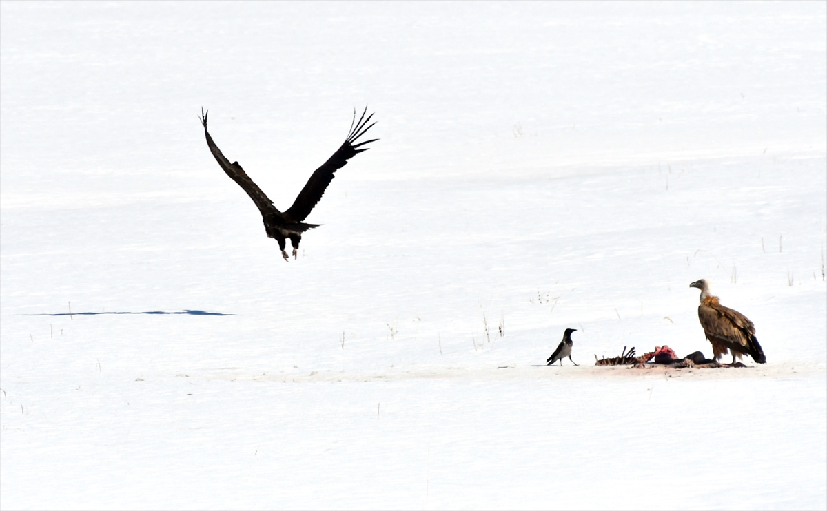 Kars'ta kara ve kızıl akbabalar ile kurt av başında görüntülendi
