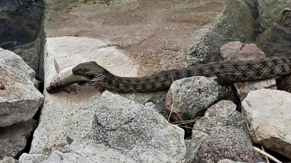 Keban Baraj Gölü'nde engerek yılanı popülasyonundaki artışı uzmanı değerlendirdi