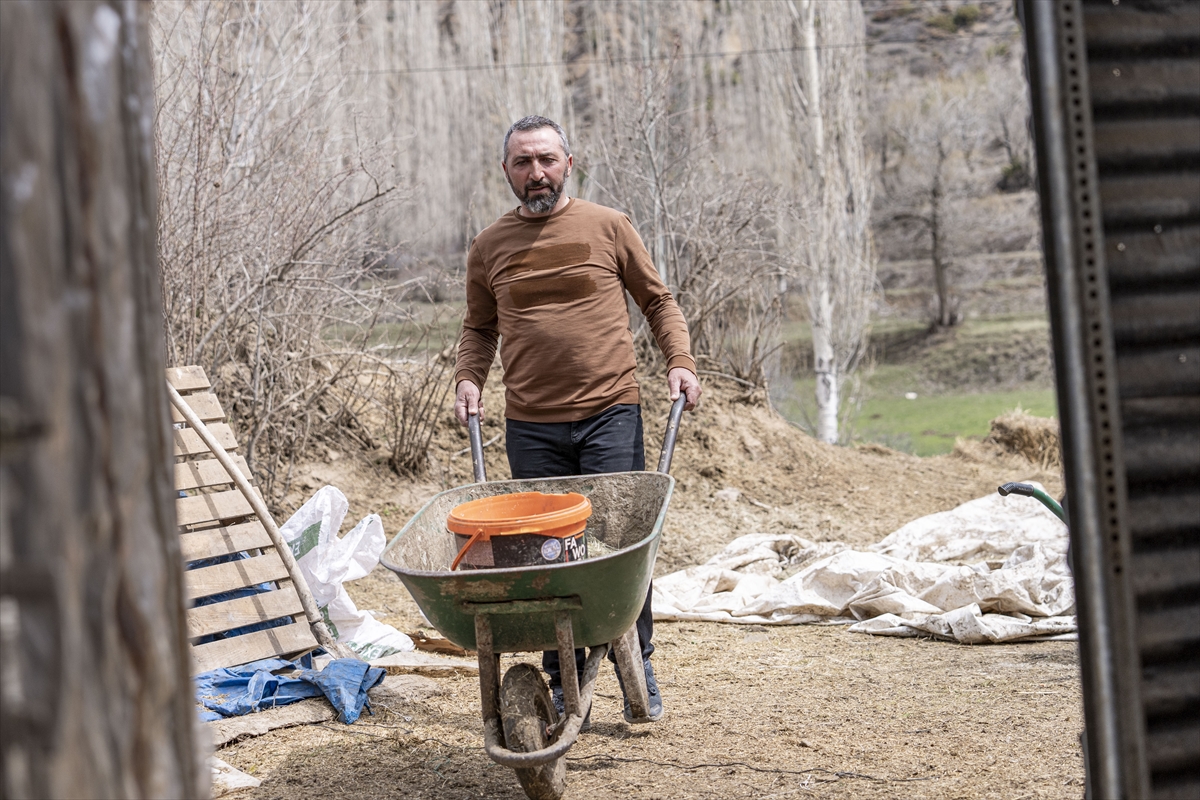 Köye dönüşlerin başladığı Erzurum’un kırsalında hayvancılık artıyor