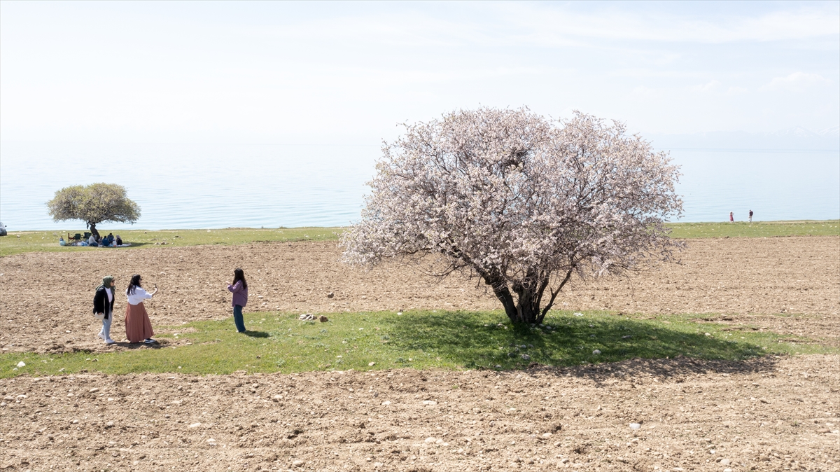 Van'da fotoğraf tutkunları ilkbaharda renklenen Çarpanak Adası'nı görüntüledi