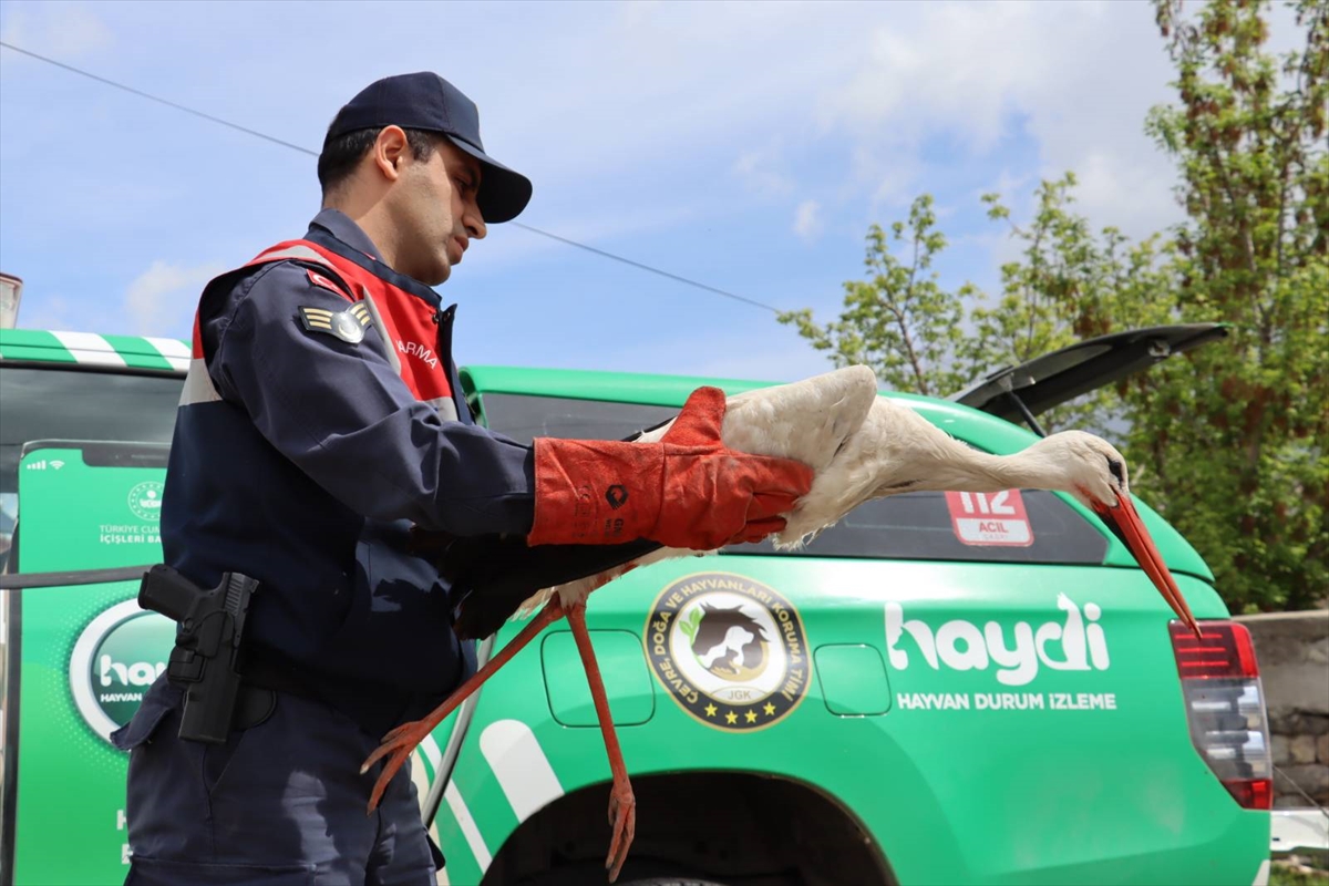 Ağrı'da doğada yaralı bulunan leylek tedavi altına alındı