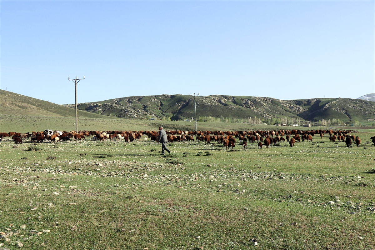 Ağrı'da göçerlerin koyun ve kuzu sesleriyle yankılanan zorlu yayla yolculuğu başladı