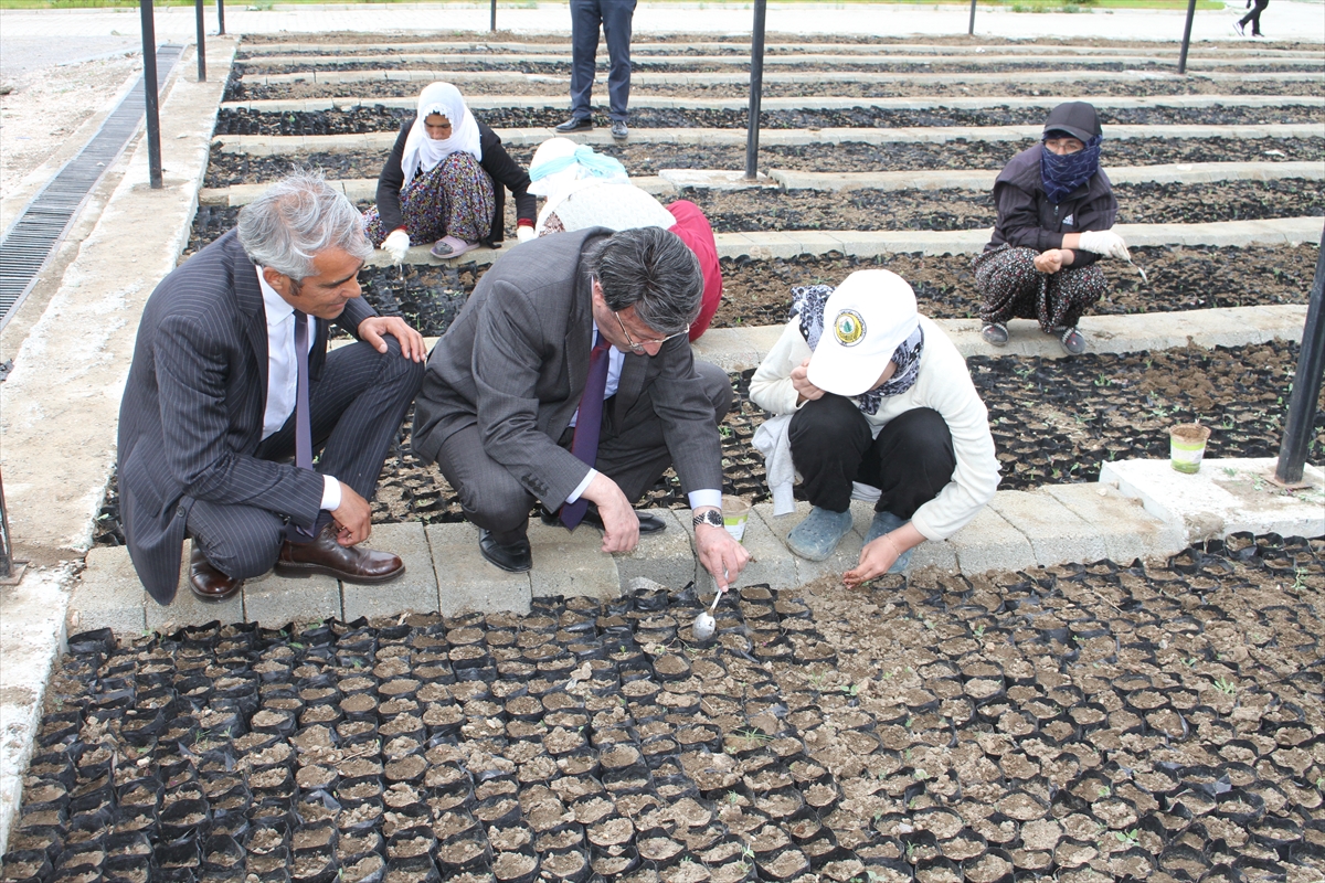AK Parti Van Milletvekili Türkmenoğlu fidan üretim tesisine ziyaret etti