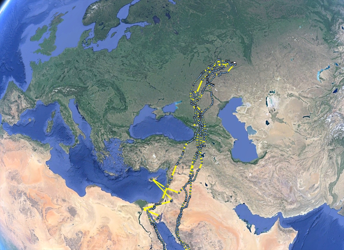 GRAFİKLİ – Bozkır şahini iki yıllık göç rotasında üç kıtada 48 bin 865 kilometre kanat çırptı