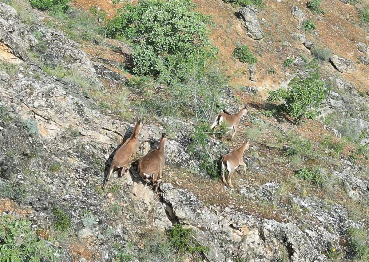 Elazığ'da terk edilmiş mezrada dağ keçileri dronla görüntüledi