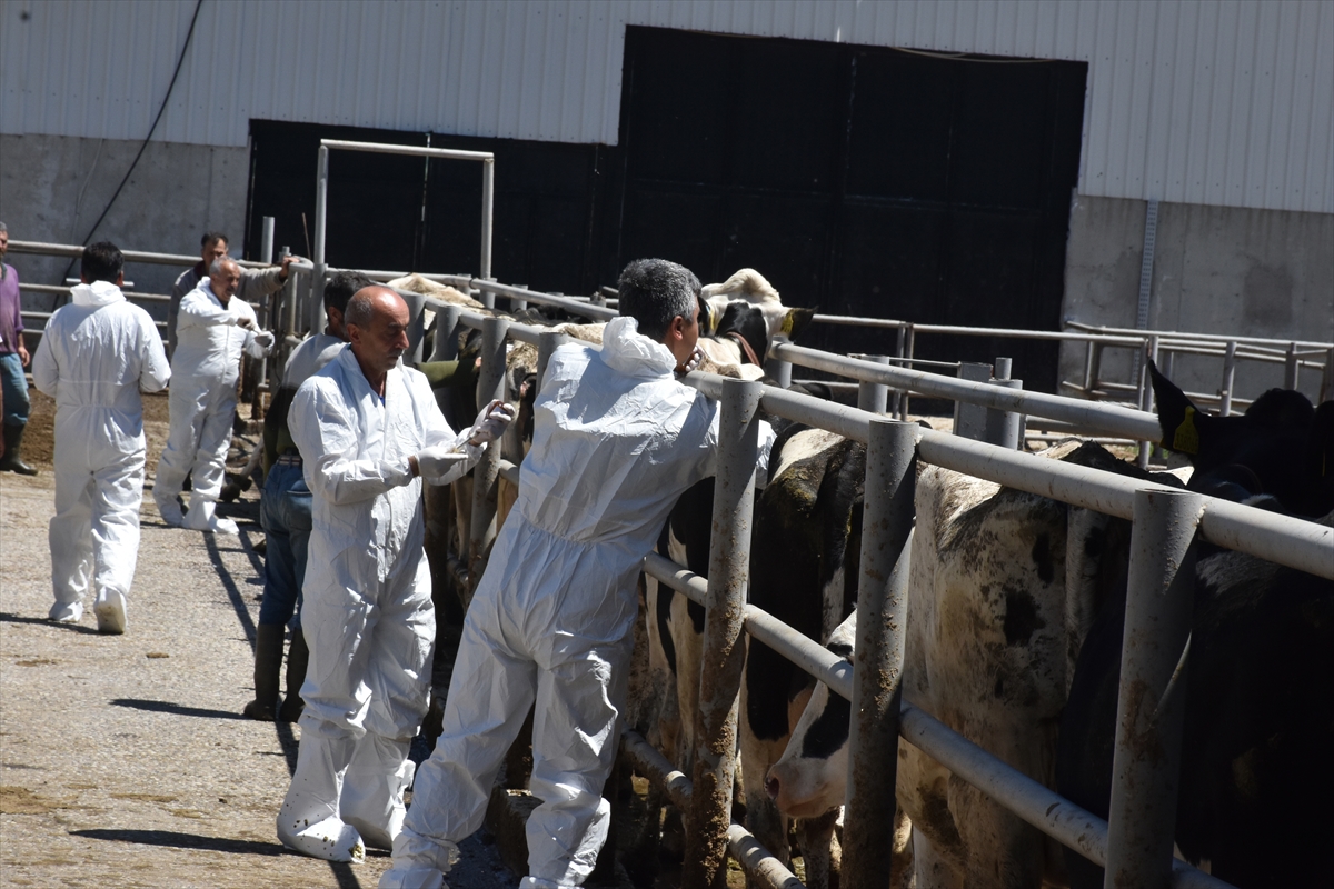 Malatya'da şap hastalığına karşı ücretsiz 185 bin doz aşı uygulandı