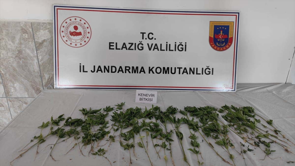 Elazığ'da bahçede Hint keneviri yetiştiren şüpheli yakalandı