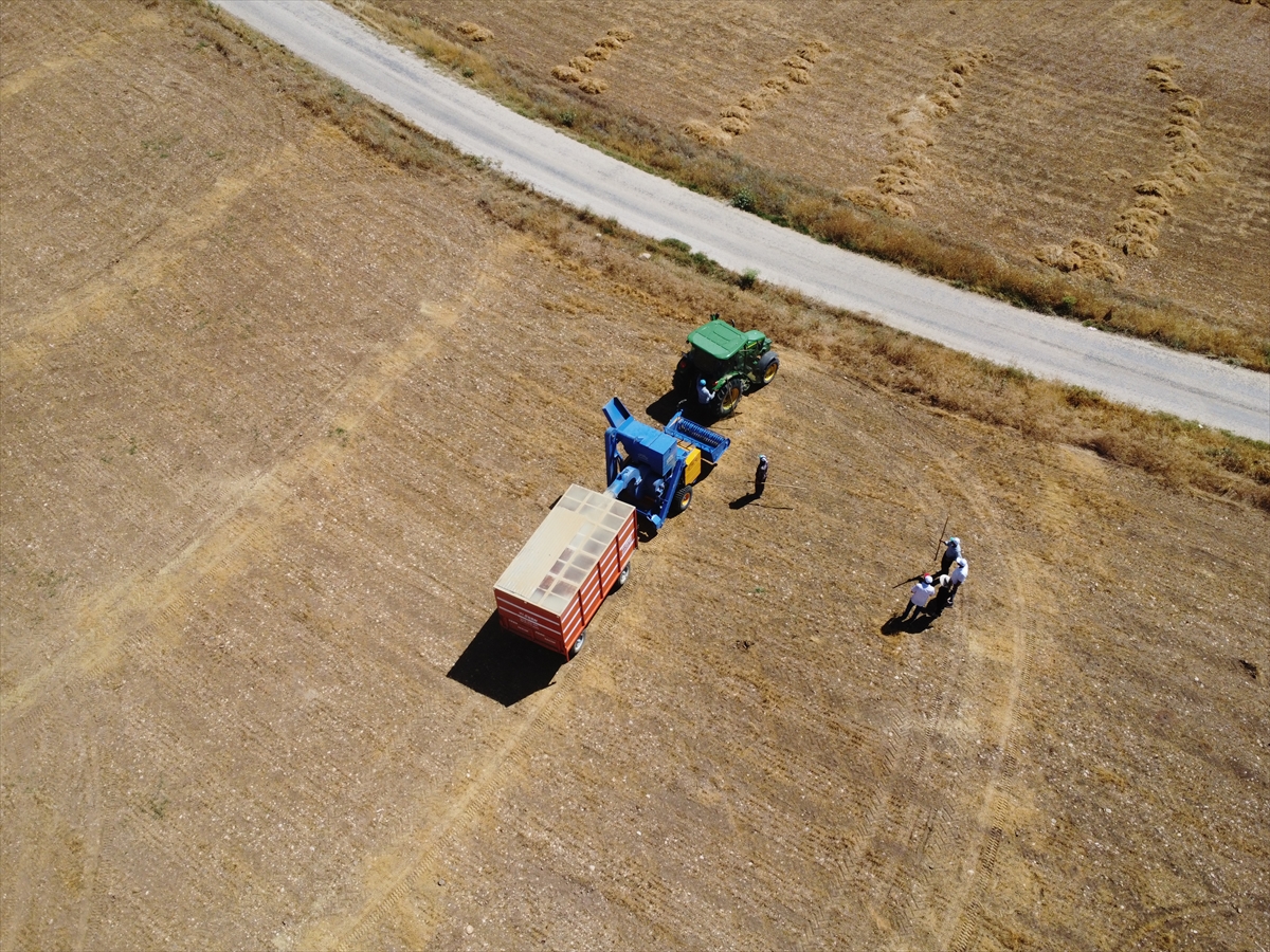 Elazığ'da kimyasal gübre yerine bakteri kullanan üreticiler mercimekte verimi artırdı