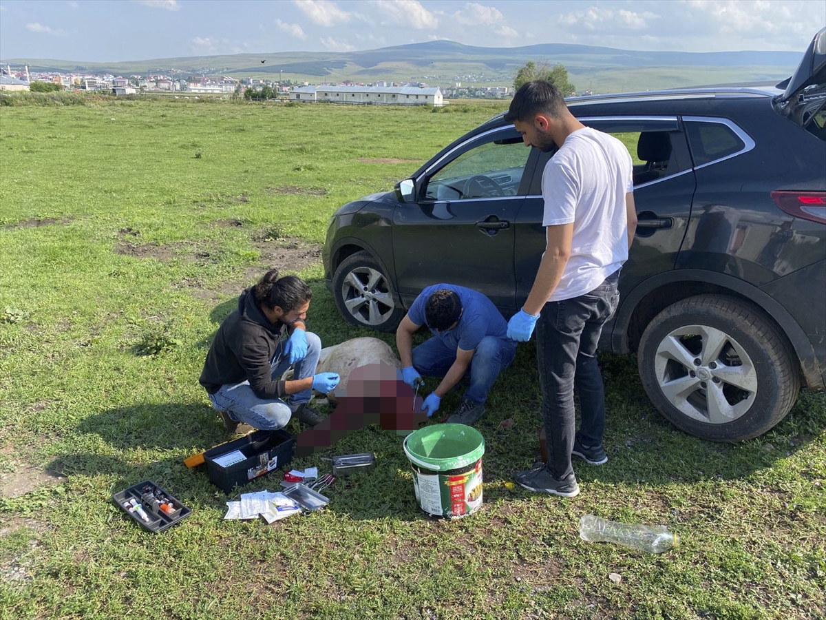 Ardahan'da kent merkezine inen boz ayıyı uzaklaştırmak için ekipler seferber oldu