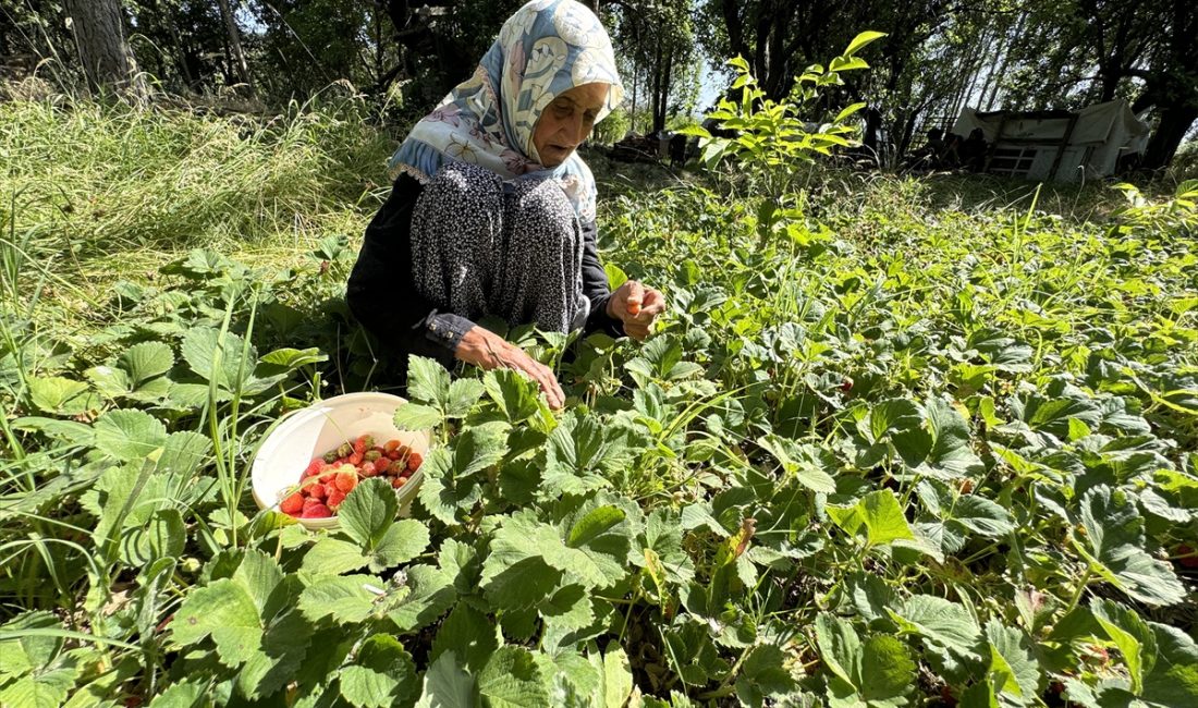 ELAZIĞ (AA) – İSMAİL