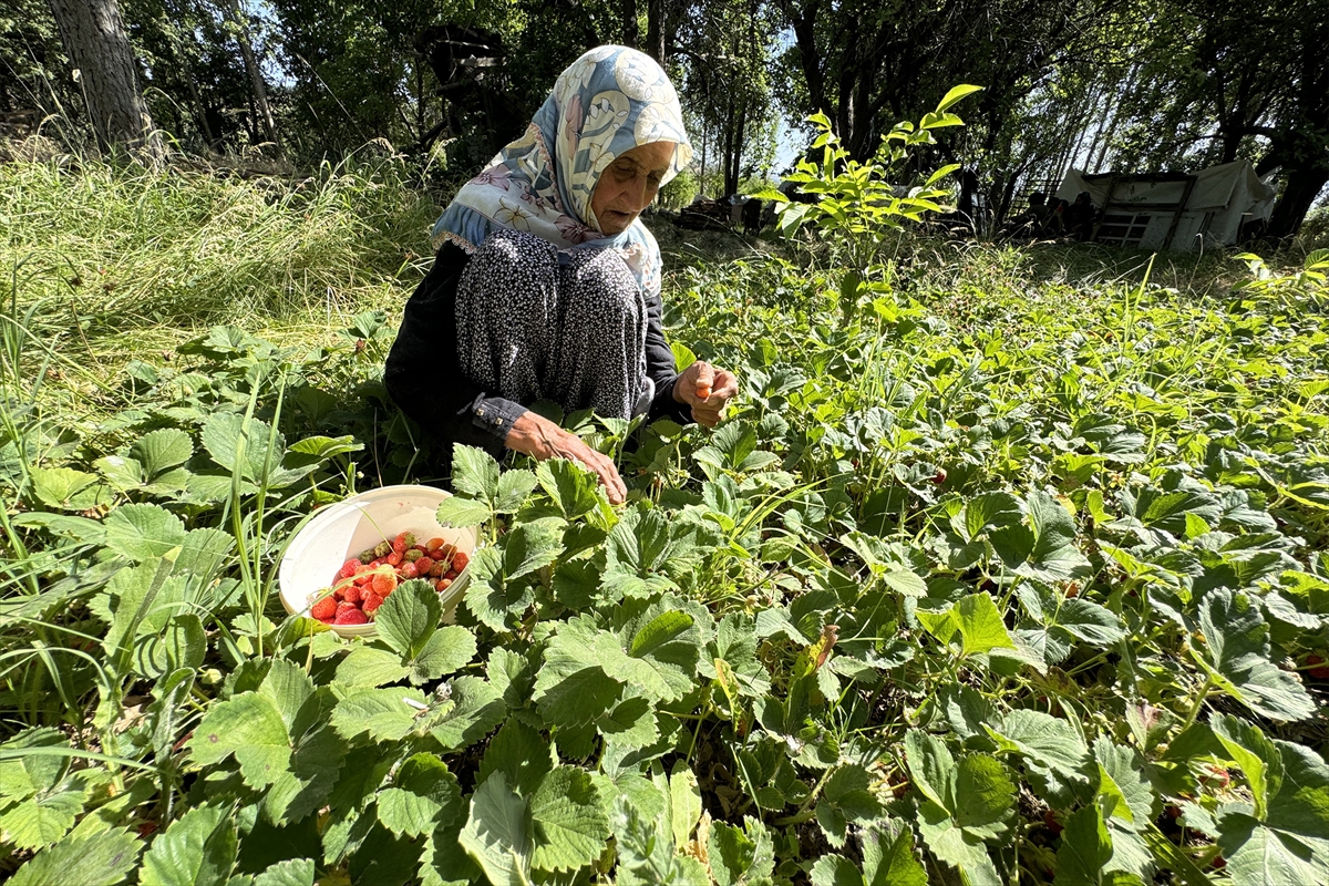 Asırlık İmoş nine bahçesinden kopamıyor