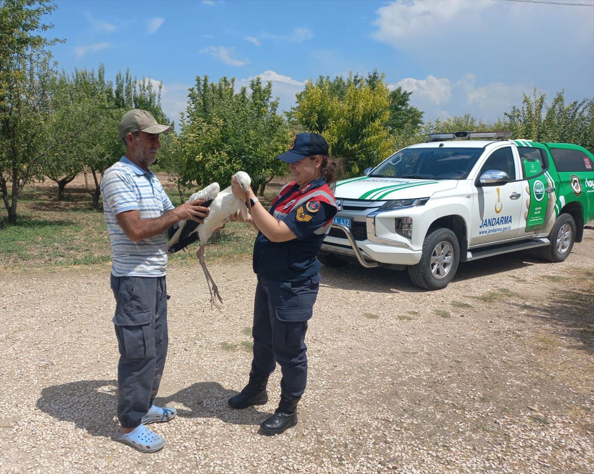 Elazığ'da yaralı bulunan leylek tedavi edilecek