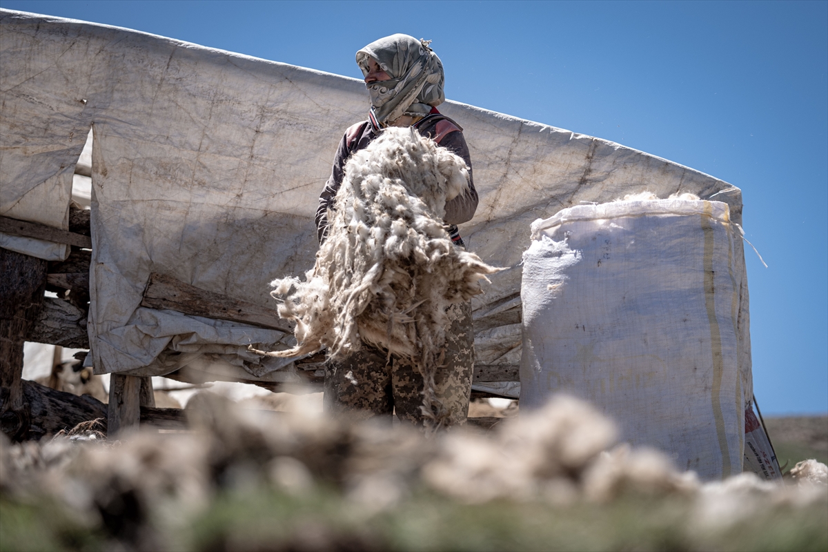 Erzurum yaylalarındaki göçerler yüzlerce koyunu imece usulü kırkıyor