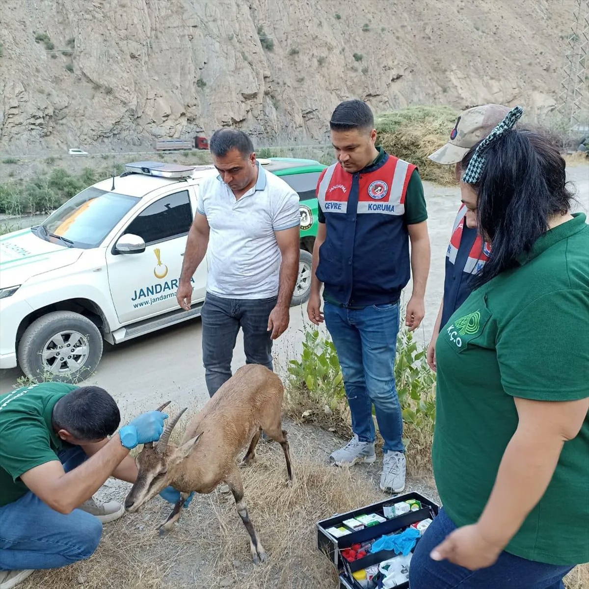 Hakkari'de bitkin halde bulunan dağ keçisi tedavi altına alındı