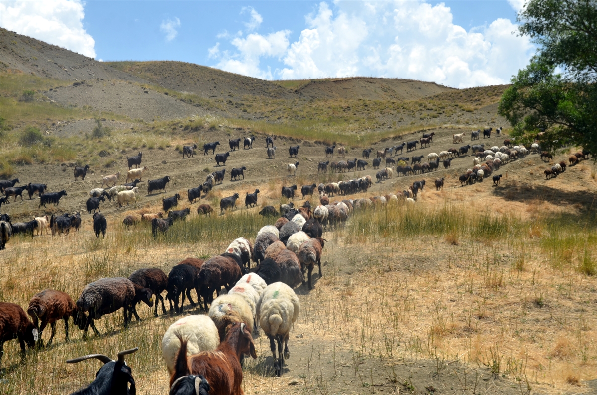 Muş'ta göçerlerin yayla mesaisi sürüyor