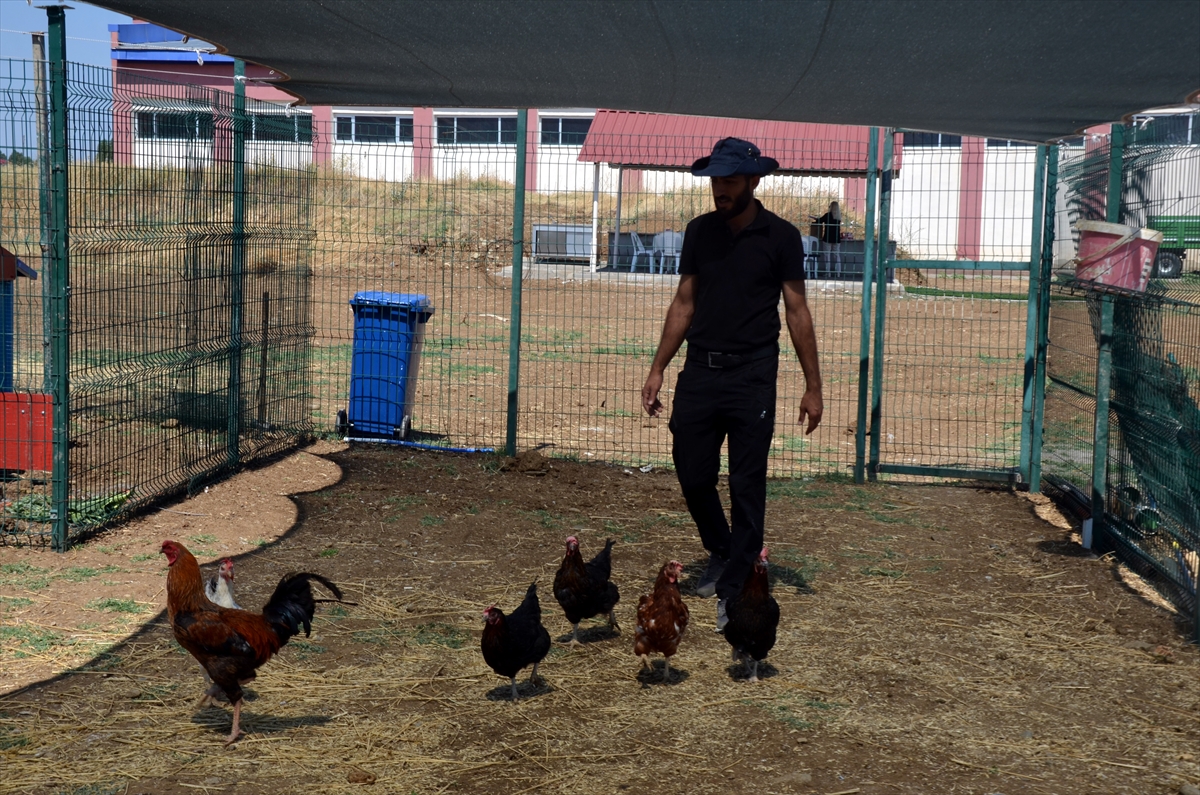 Muş'ta üniversite bünyesinde hayvan çiftliği kuruldu