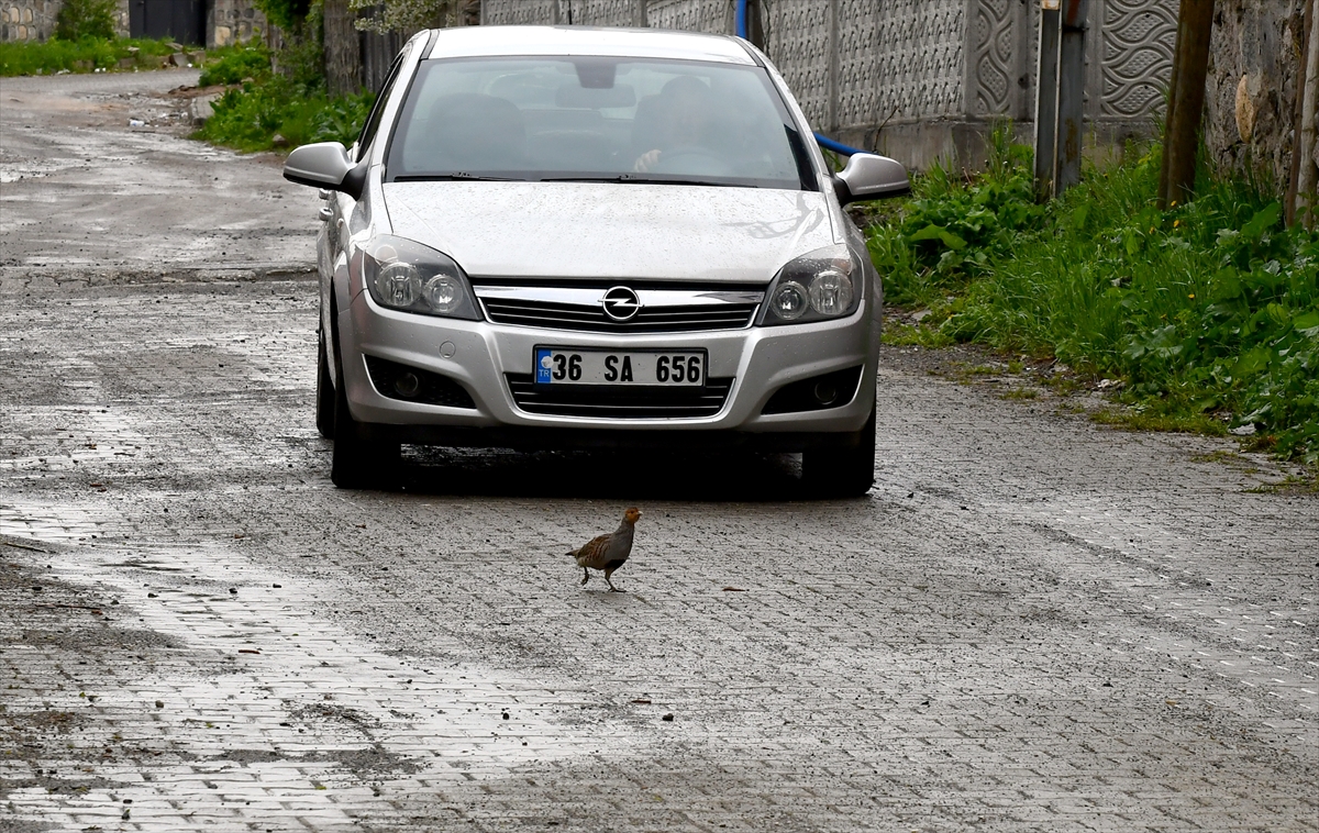 Yabani kuşlar, Kars'ın Sarıkamış ve Selim ilçe merkezlerinde bile özgürce dolaşıyor